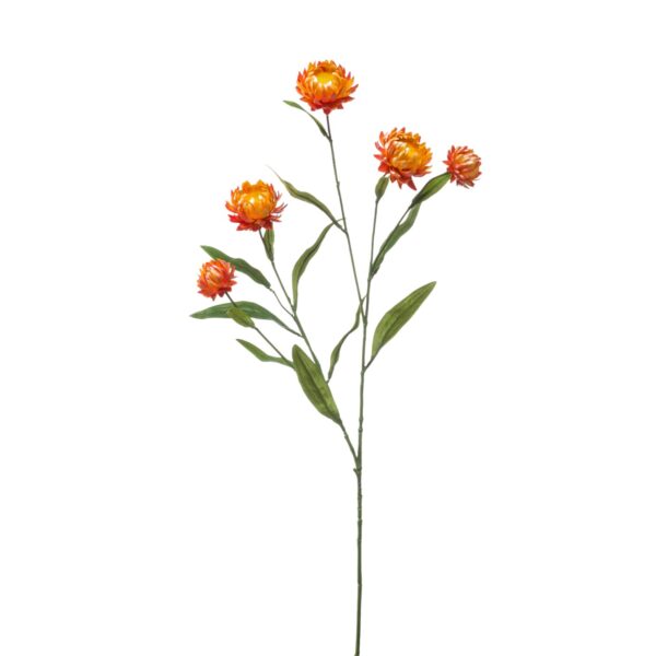 Xerochrysum - zijden bloem - Lengte 70 cm